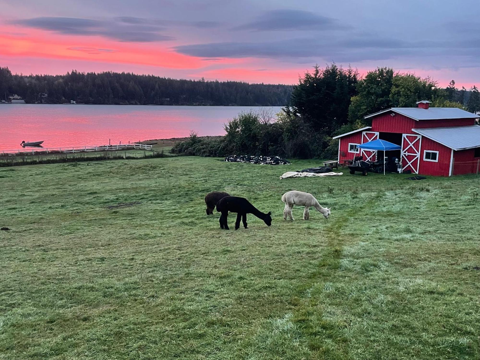 Oceanfront Studio/Loft: Alpacas, Oysters & Kayaks Shelton Kültér fotó