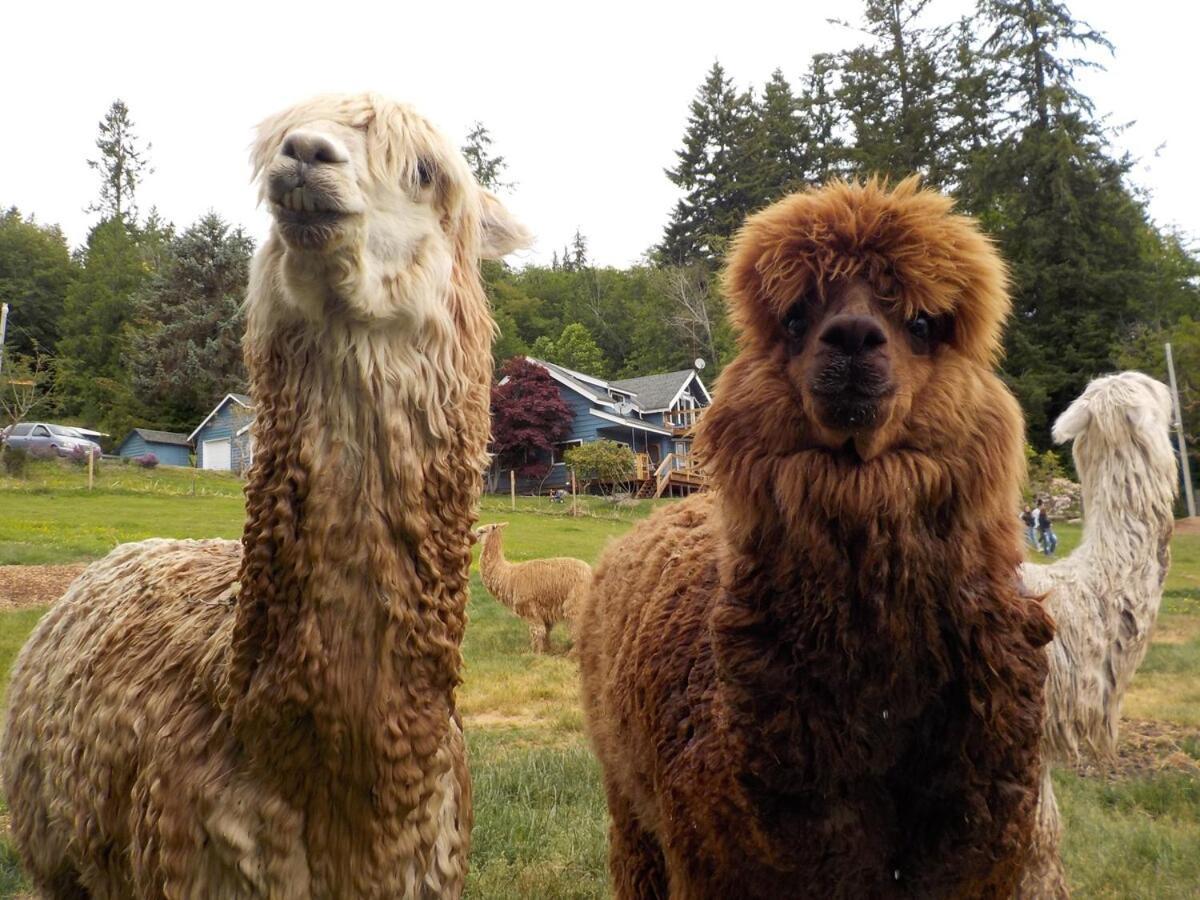 Oceanfront Studio/Loft: Alpacas, Oysters & Kayaks Shelton Kültér fotó
