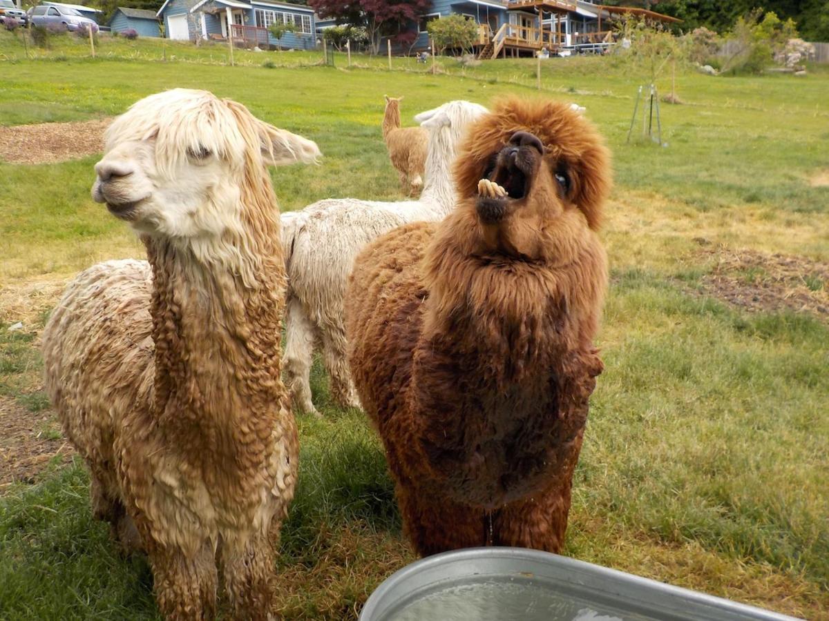 Oceanfront Studio/Loft: Alpacas, Oysters & Kayaks Shelton Kültér fotó